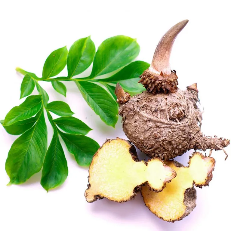 Shnuggle Natural Star badesvamp 2-pak konjac